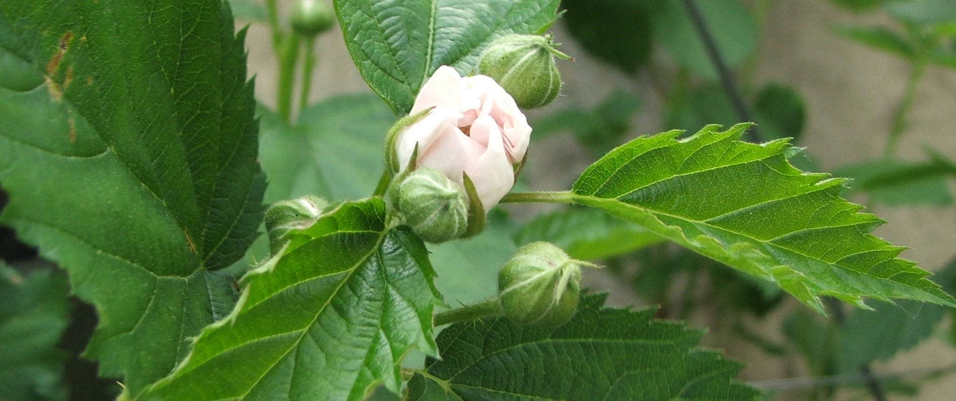 Növényvédelmi teendők – 2023. május 2. hét